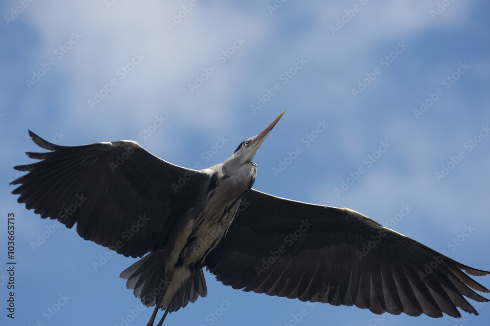 Obraz premium Grey Heron, Ardea cinerea