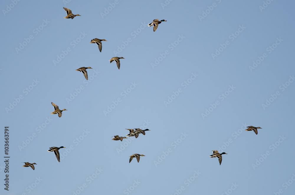 Flock of Mallard Ducks Flying in a Blue Sky