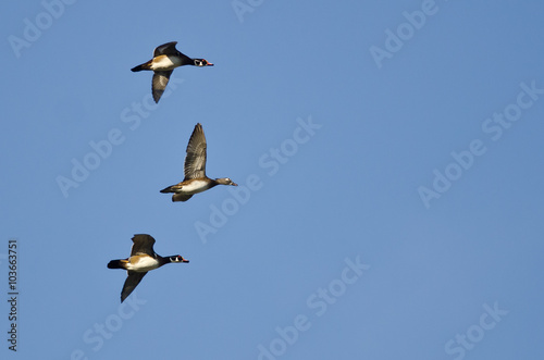 Three Wood Ducks Flying In a Blue Sky © rck