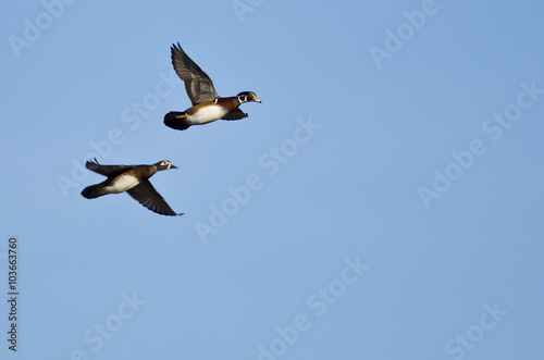 Pair of Wood Ducks Flying In a Blue Sky