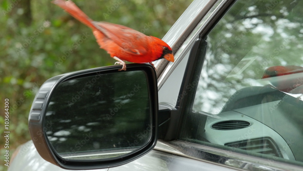 4K Northern Cardinal (Cardinalis cardinalis) Male Attacking Its Reflection 1