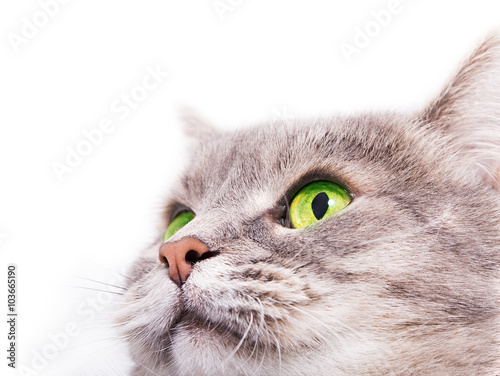 The head of the gray cat with green eyes looking up