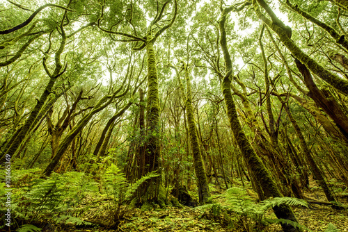 Beautiful evergreen forest in Garajonay national park on La Gomera island. Wide angle view with copy space photo