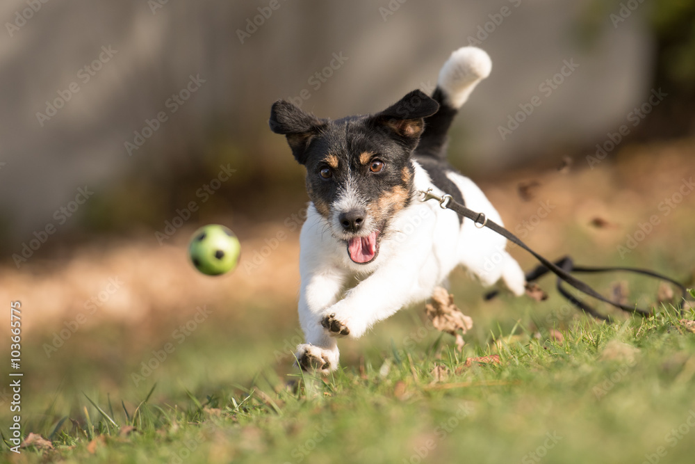 Hund fängt seinen Ball