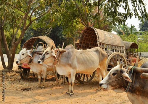 Mandalay, Myanmar (Burma) 15 March 2015: Cow carriage taxi at Mingun pagoda in Mandalay photo