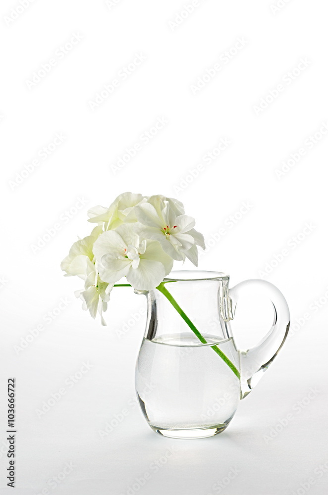 pelargonium flowers in a glass jug pelargonium flowers in a glass jug