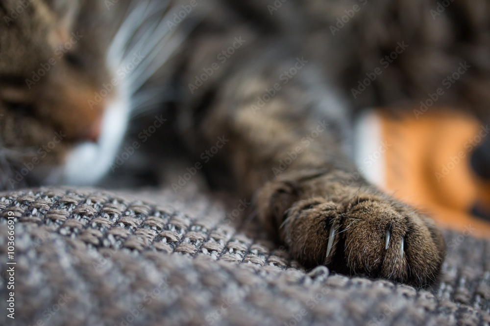 Liegende Katze mit Krallen