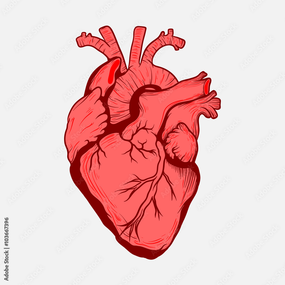 Сердце человека арт - 64 фото
