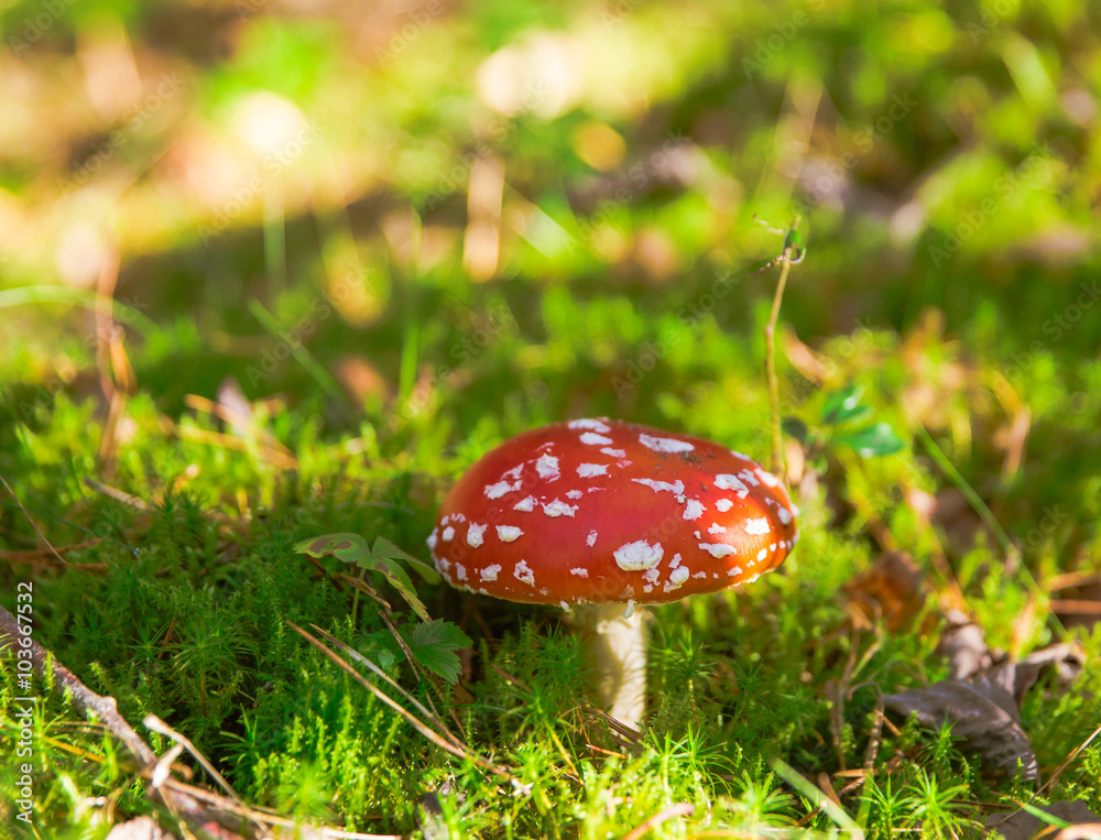 beautiful red agaric in the forest beautiful red agaric in the forest