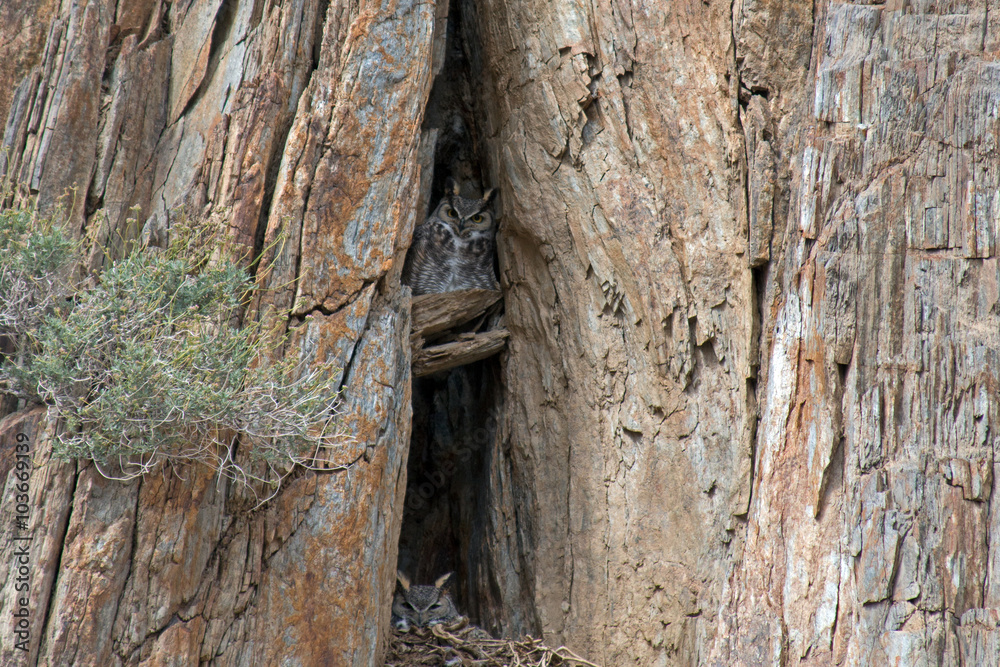 Fototapeta premium Californian Great Horned Owl above rock nest with babies in Lake Isabella California