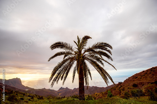 Landscape view with palm tree on the western part of La Gomera island near Alojera village in Spain