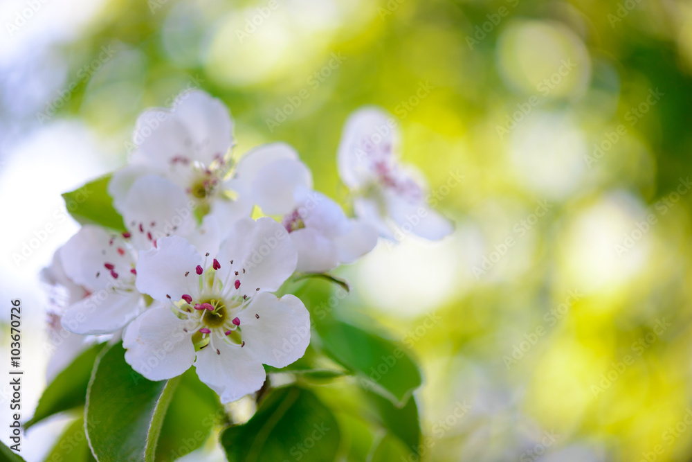 Spring Blossoming Pear Flowers on Bright Blurred Background Spring Blossoming Pear Flowers on Bright Blurred Background