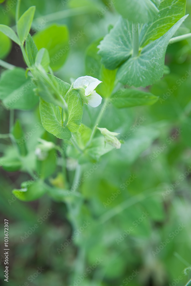 Blooming peas plants in early spring on garden. Blooming peas plants in early spring on garden.
