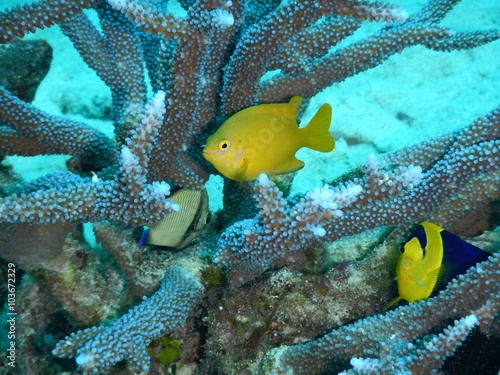 Angel-fishes and reticulated damsel swimming in a coral photo