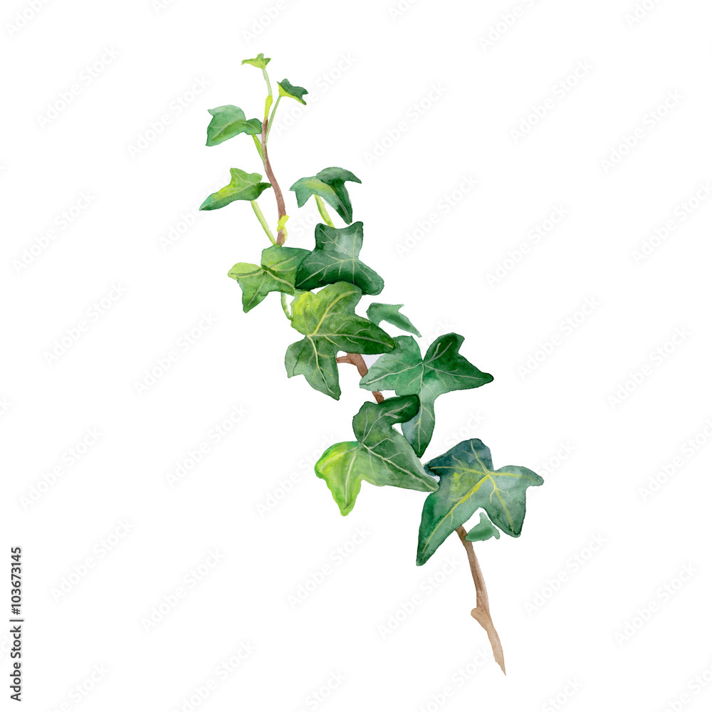 Watercolor drawing of green ivy sprig isolated on white background. Hand drawn Araliaceae family plant. Bright colors design, realistic volume look. Greeting card design. Clip art. Add your text - obrazy, fototapety, plakaty 