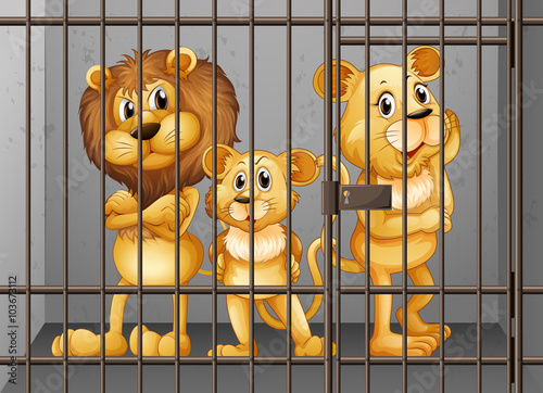 Lions being locked in the cage