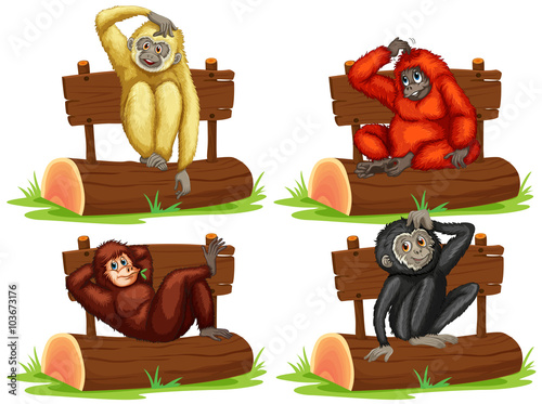Four gibbons sitting by the sign