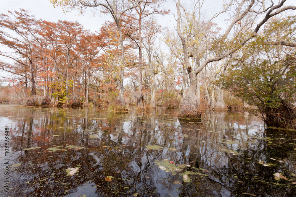 Fall wetland forest Merchants Millpond NC SP USA Fall wetland forest Merchants Millpond NC SP USA
