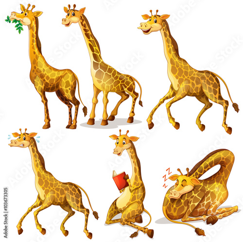 Giraffes in six positions
