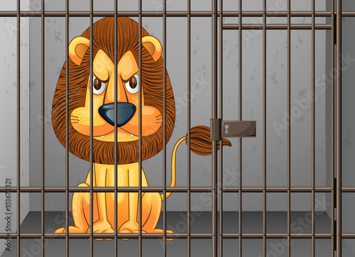 Lion being locked in the cage