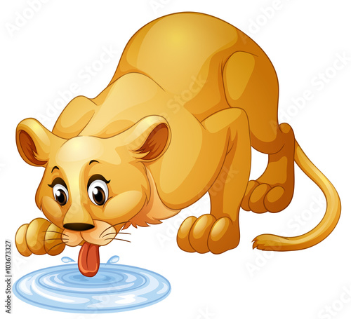 Lion drinking water from puddle