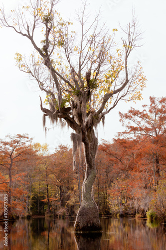 Tupelo tree Nyssa aquatica Merchant Millpond NC US photo