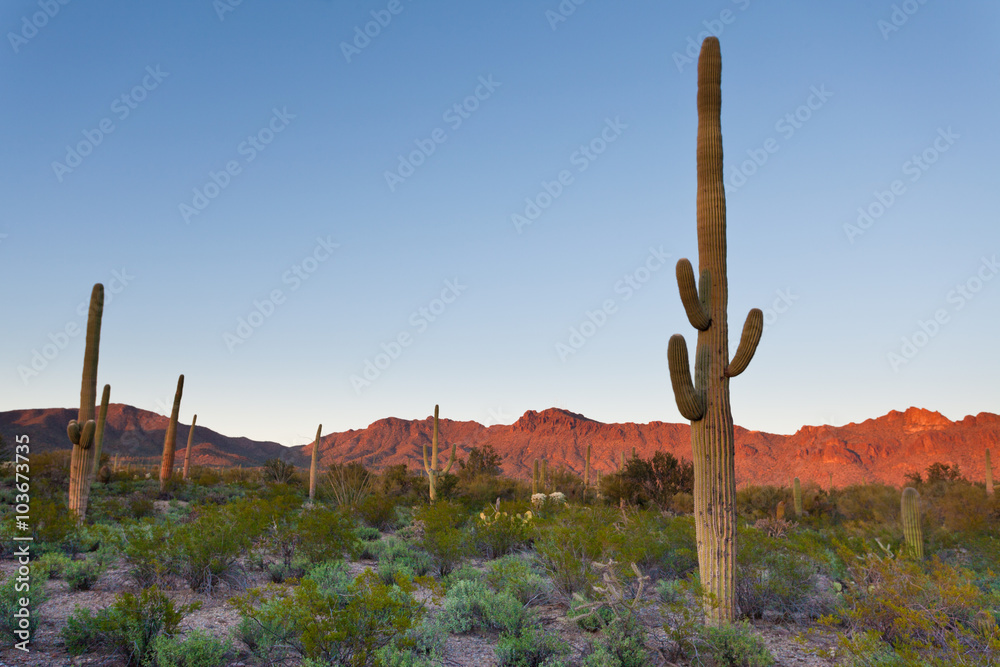 Saguaro NP desert sunset landscape Arizona USA
