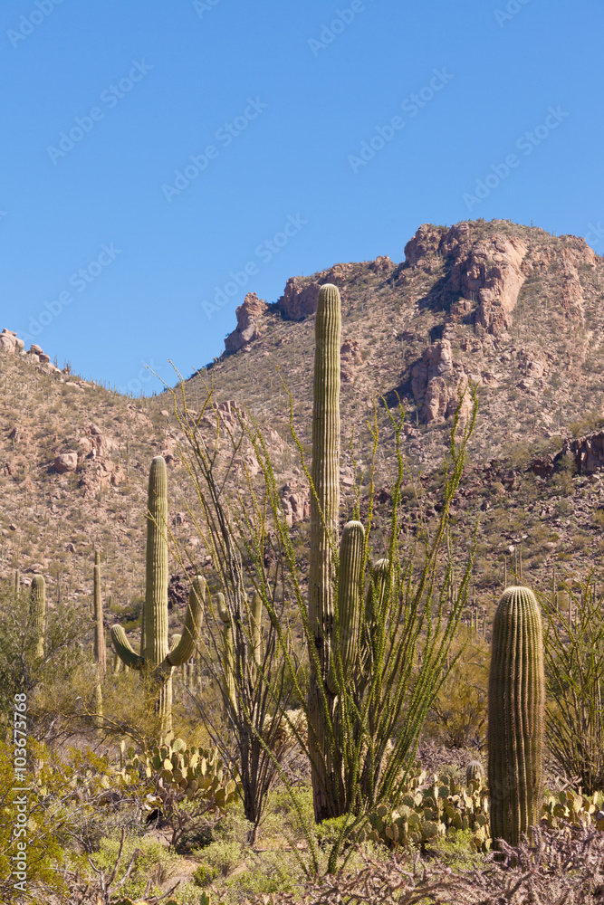 Desert landscape of Saguaro NP near Tucson AZ US