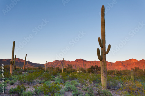 Saguaro NP desert sunset landscape Arizona USA photo