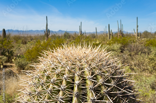 Spiny Saguaro cactus head in Saguaro NP Tucson A photo