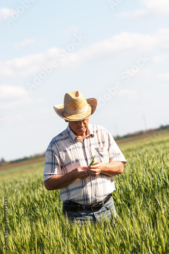 Senior farmer in a field examining crop