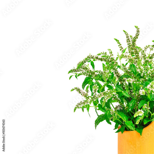 Fresh blossoming mint in the wooden vase isolated.