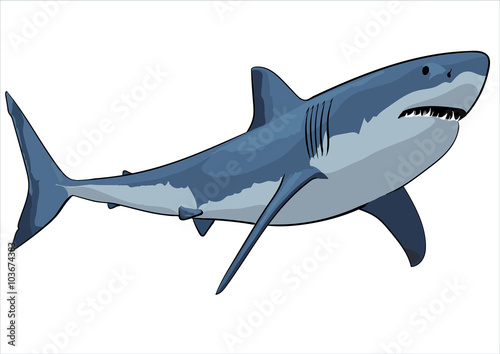 White shark
