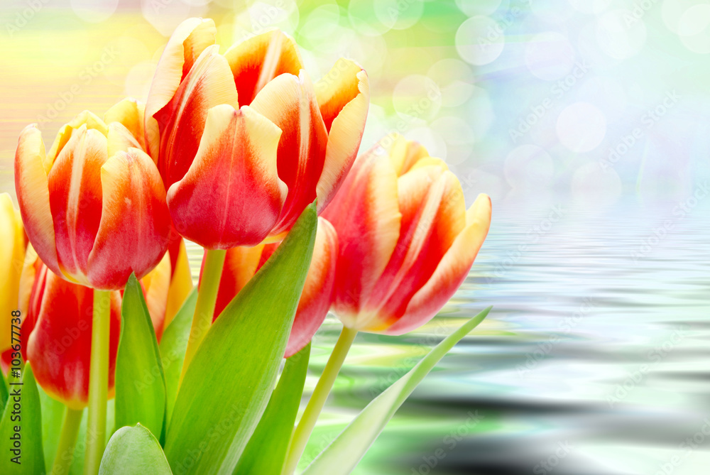 Tulip flowers close up Tulip flowers close up