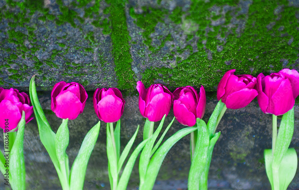 Fototapeta premium background with a bouquet of tulips