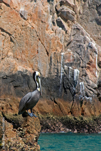 Pelican perched on Los Arcos  Lands End  in Cabo San Lucas Baja Mexico