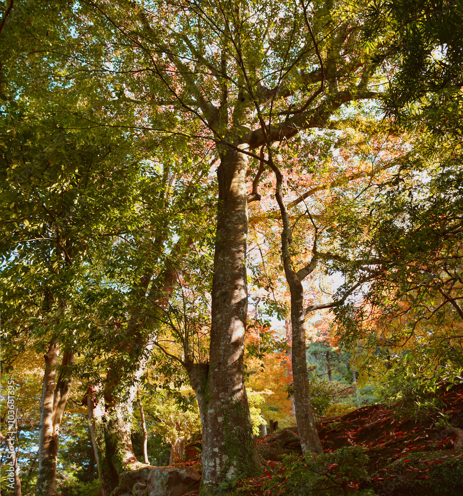 Big tree in Yoshikien Japanese Garden, Nara, Japan - November 4th, 2015 Big tree in Yoshikien Japanese Garden, Nara, Japan - November 4th, 2015