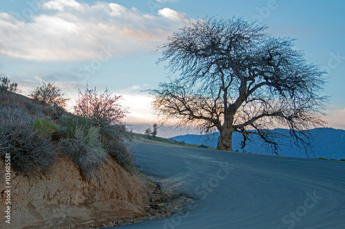 Bild auf Leinwand Lone Tree at Sunset on Hooper Hill above Lake Isabella in California's southern
