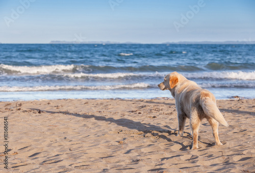 The dog is on a sandy beach overlooking tropical beach.