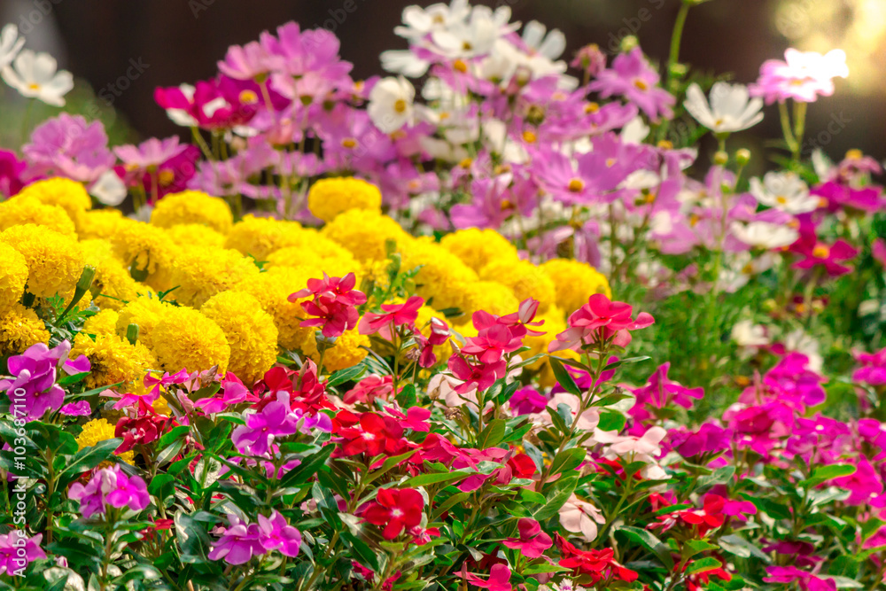 Flowers in the garden./ Landscaped flower garden with lots of colorful blooms with sun flare.