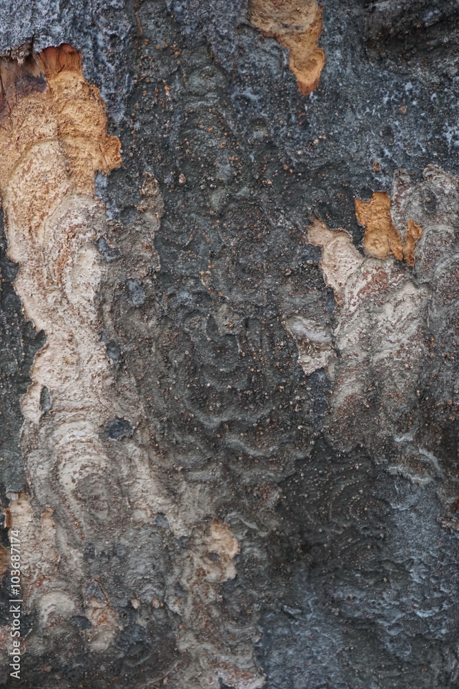 abstract wood bark abstract wood bark