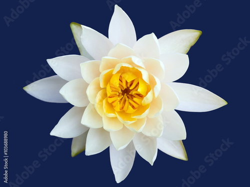 blossom water lily flower