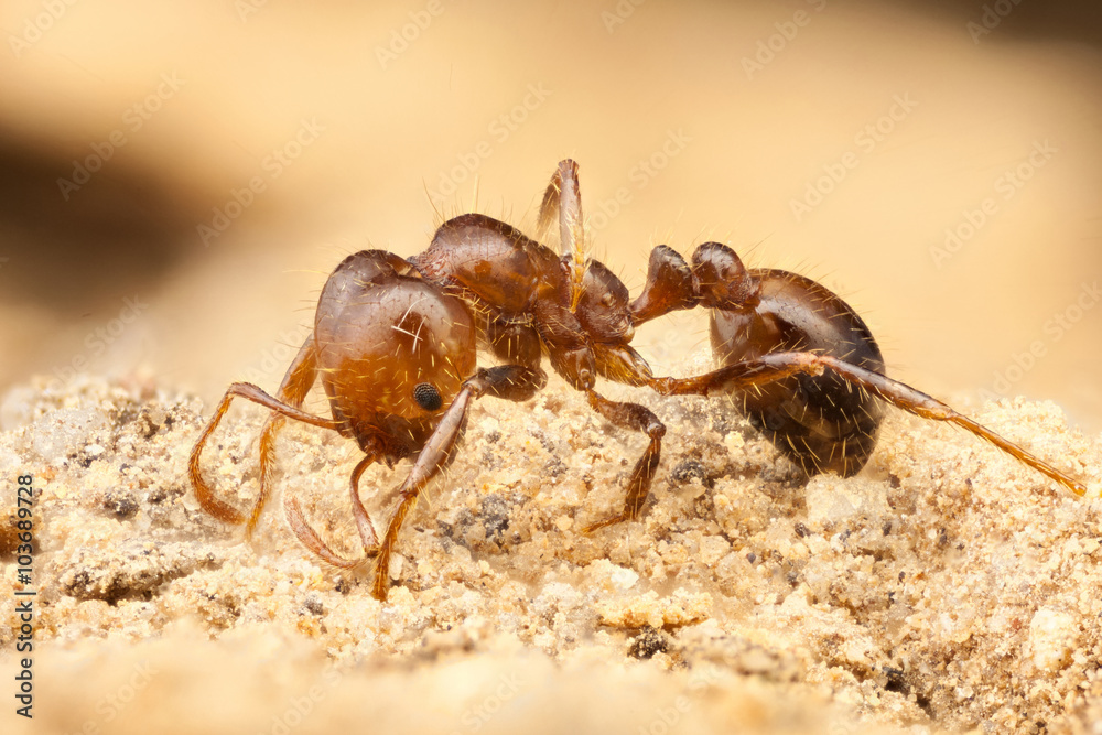 extreme macro ant
