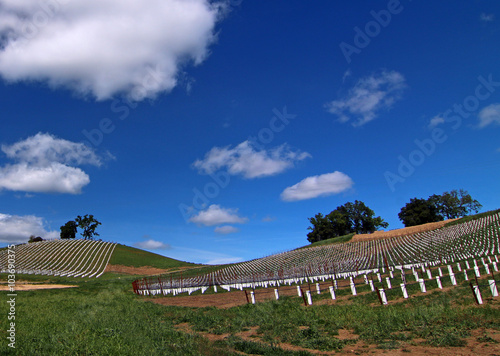 Central California's Wine Country Vineyards on rolling hillside under blue cloudy sky photo