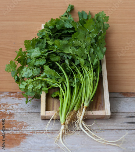 coriander leaves with wooden background