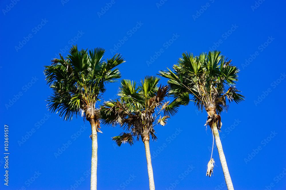 Obraz premium Three palm peaks