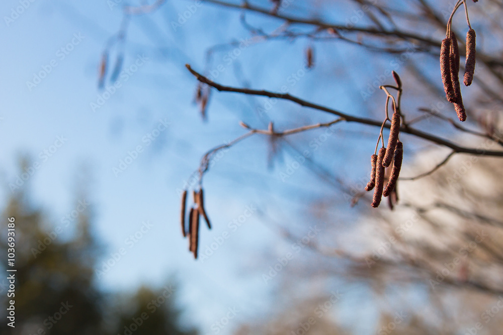 Obraz premium Alder spring branches