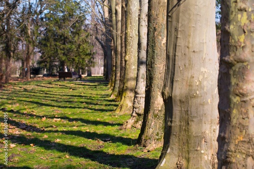 Tree in park photo