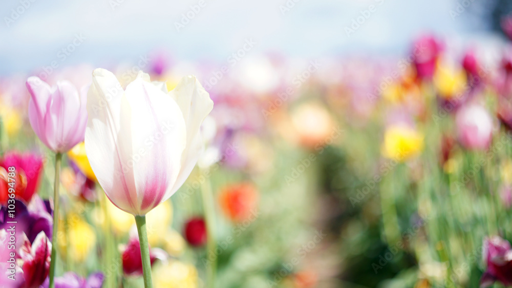 オレゴン州wooden shoe tulip farmで毎年催されるチューリップフェスティバル。ソルベ(Sorbet)という品種のチューリップです。
