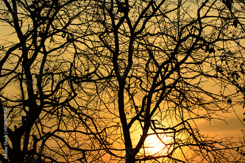 trees silhouette at sunset 